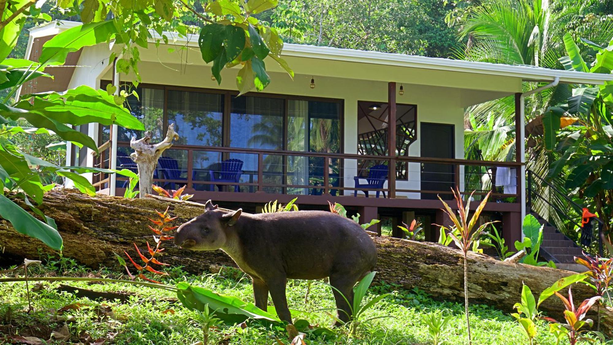 Eden Corcovado Villa San Pedrillo Kültér fotó